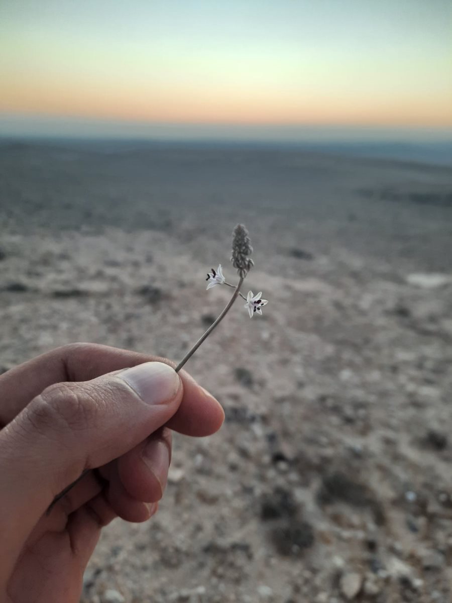 צילום: בר ירושלמי