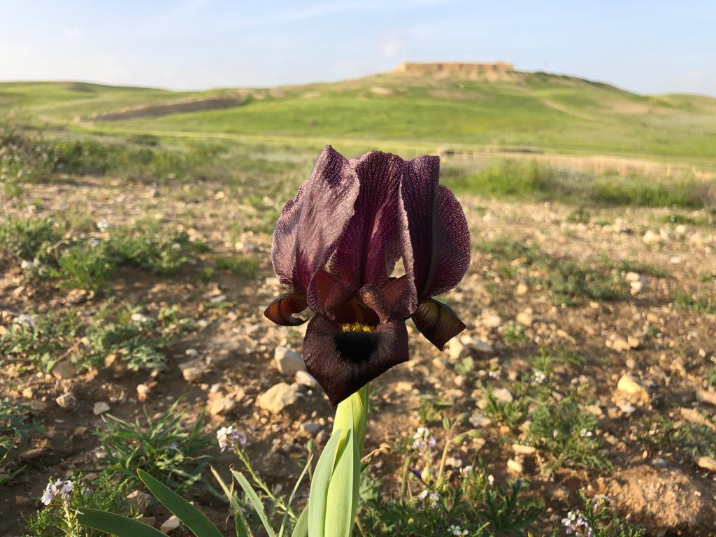 תל ערד. צילום: מוסא אל כמייסא, רשות הטבע והגנים