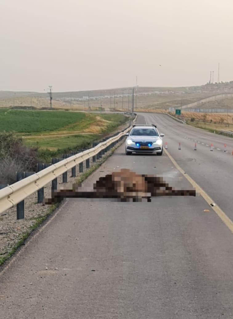 קרדיט - צילום פרטי