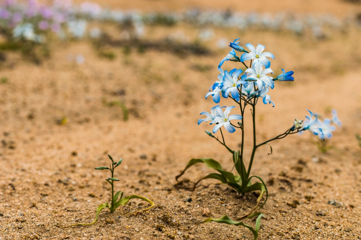 צילום אילוסטרציה Shutterstock
