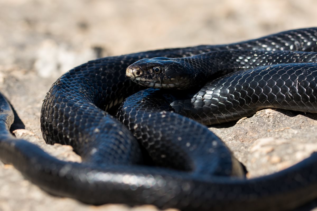 זעמן שחור. קרדיט - shutterstock
