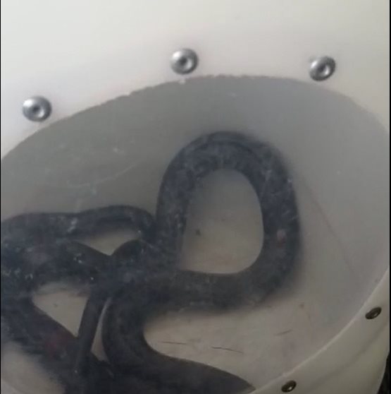 הנחש שנתפס אמש. קרדיט - אליהו למברגר