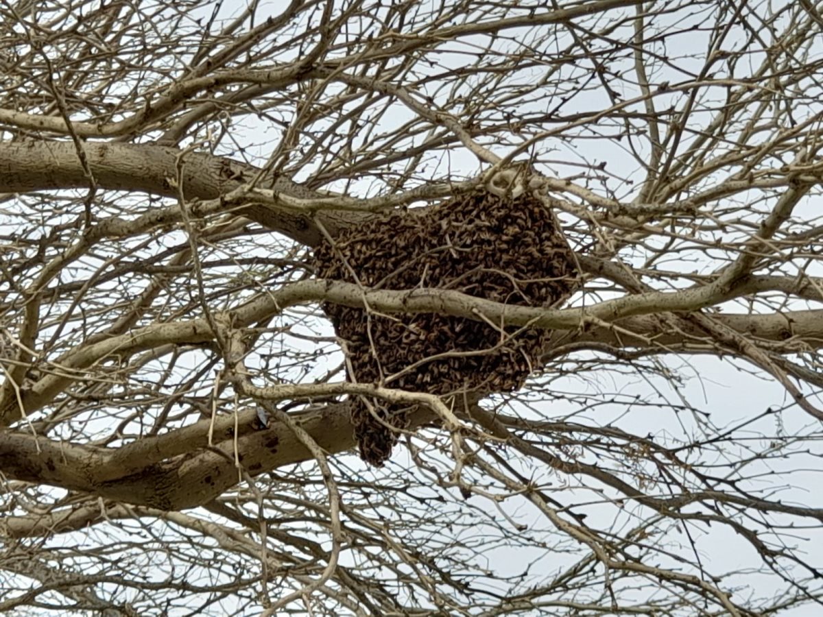 נחיל דבורים בבאר שבע. קרדיט - צילום פרטי