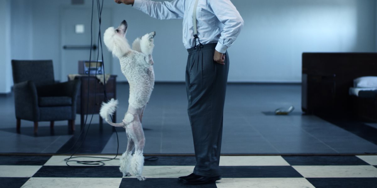 poodle 2 legs. מתוך התערוכה "תזוזה"