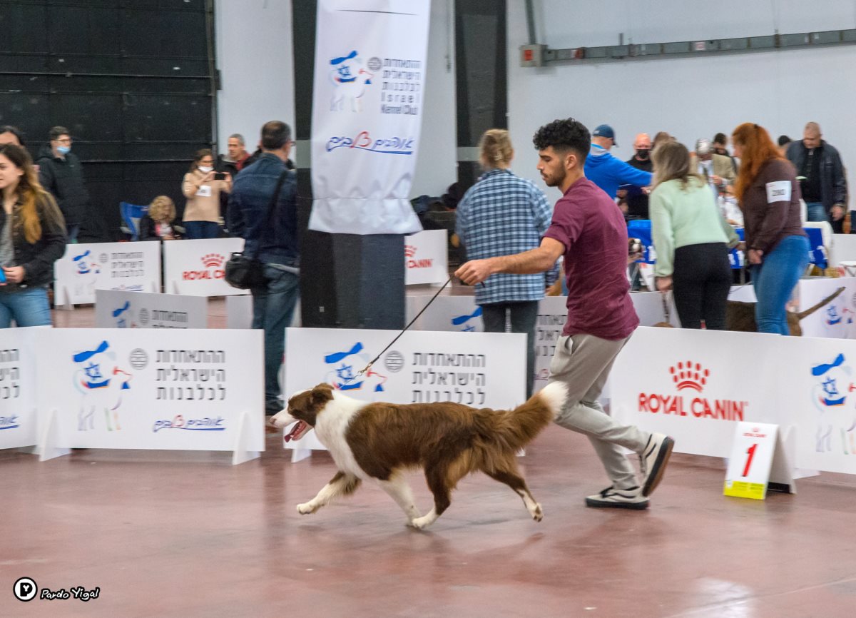 תערוכת כלבים, צילום: יגאל פרדו