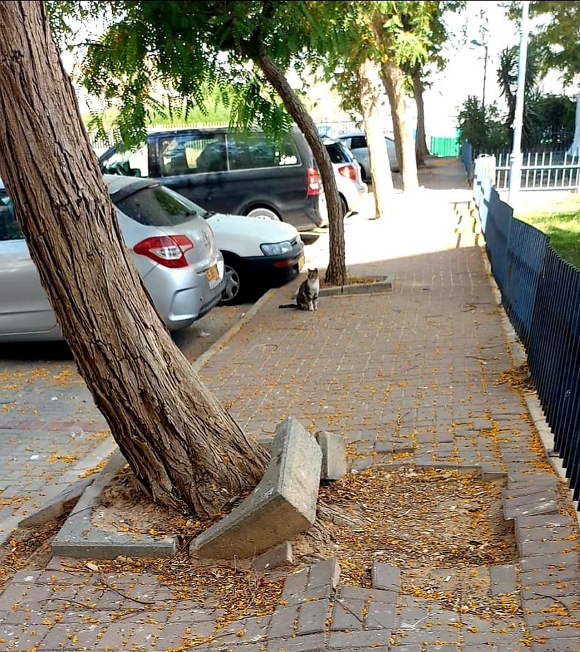 קרדיט - ליזה שבתאי