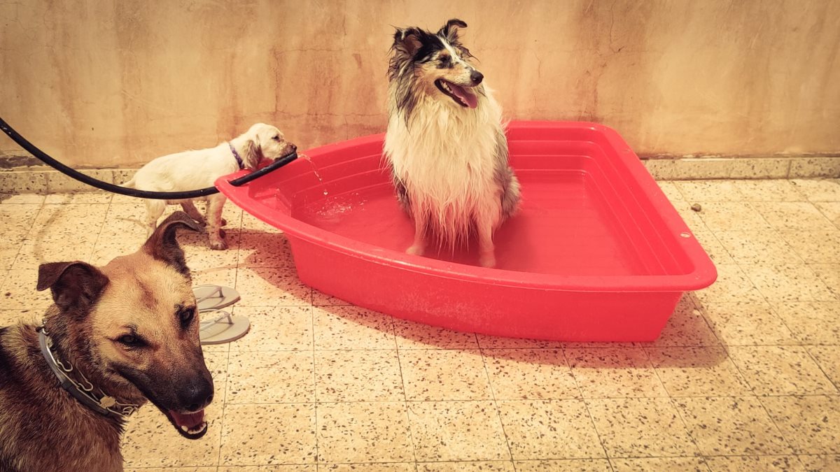 חשוב לשמור עליהם בחום של באר שבע. קרדיט - אביצ'י