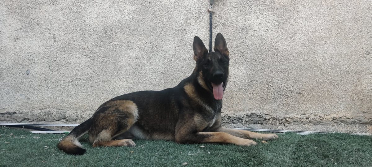 קרדיט - אביצ'י