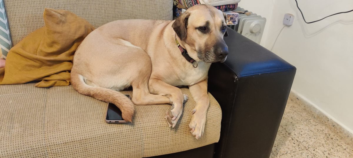 אפשר גם להשאיר מזגן. קרדיט - אביצ'י