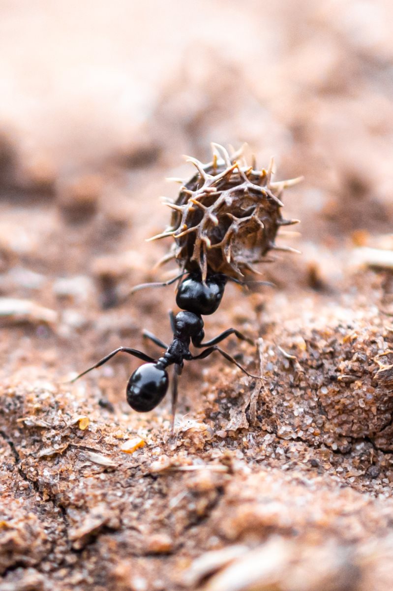 טבע פראי. צילום- דנה בר און