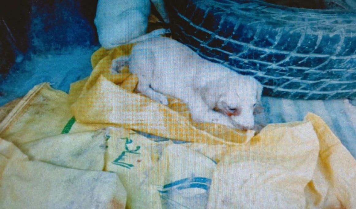 אחד הגורים שחולצו מתוך השקיות. קרדיט - צילום פרטי