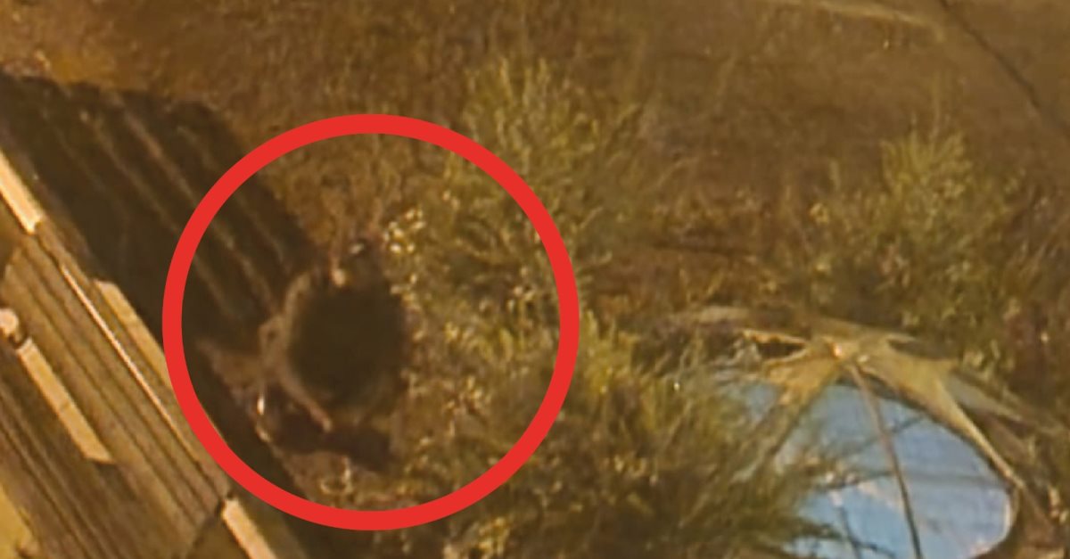 אחד מהפורצים במהלך תצפית. קרדיט - צילום פרטי (תוכן גולשים ע"פ סעיף 27א')