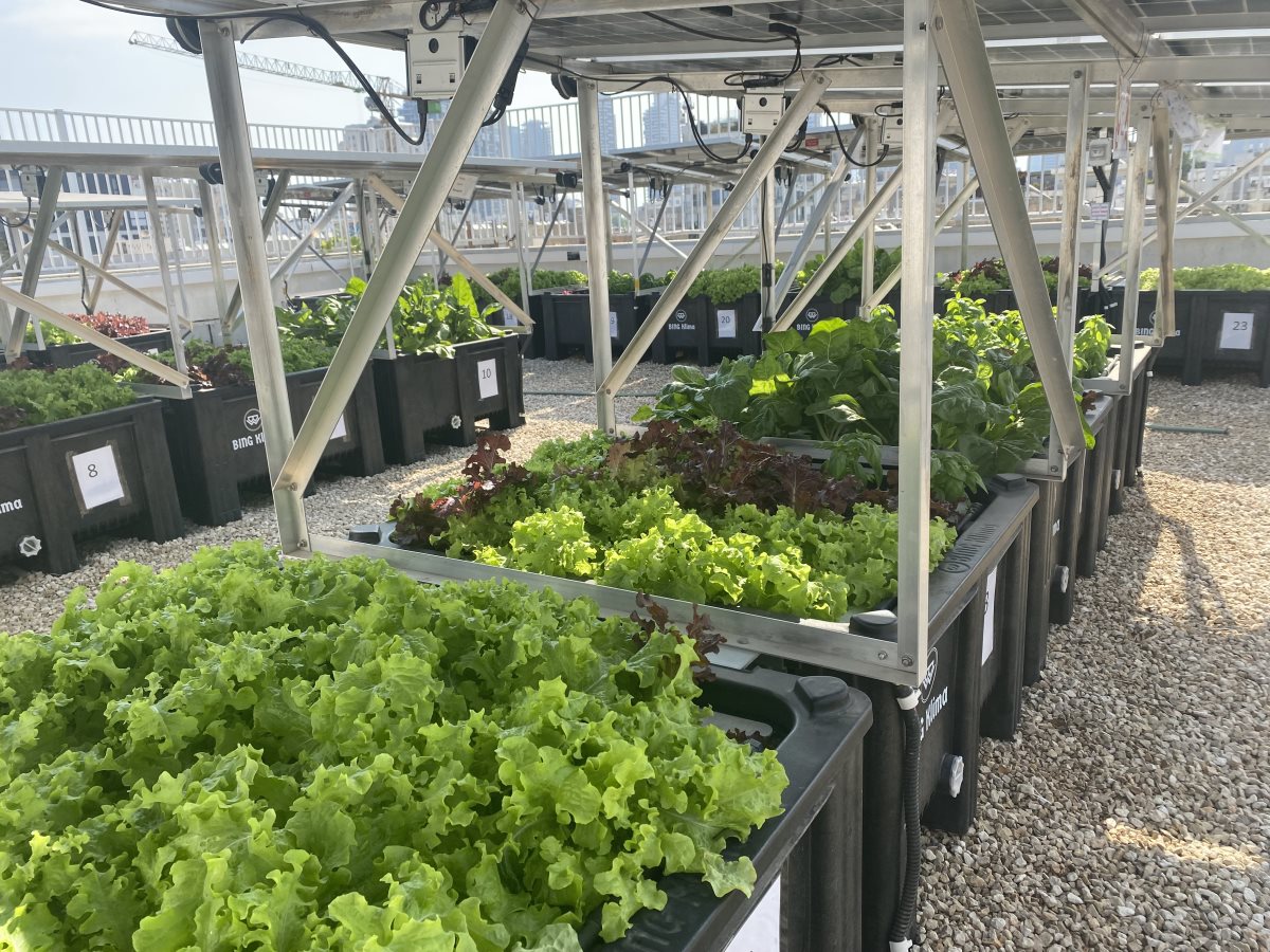 פסטיבל המדע בפארק קרסו למדע - באדיבות BING KLIMA 