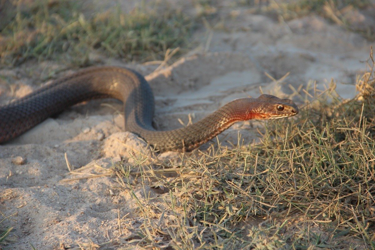 צילום: תום גד