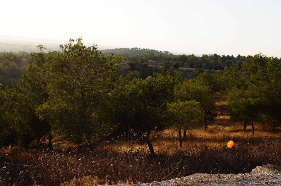 קרדיט - רוביק דנילוביץ' (תוכן גולשים ע"פ סעיף 27א')