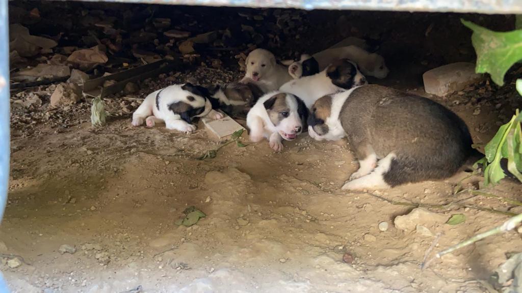 קרדיט - דודאים