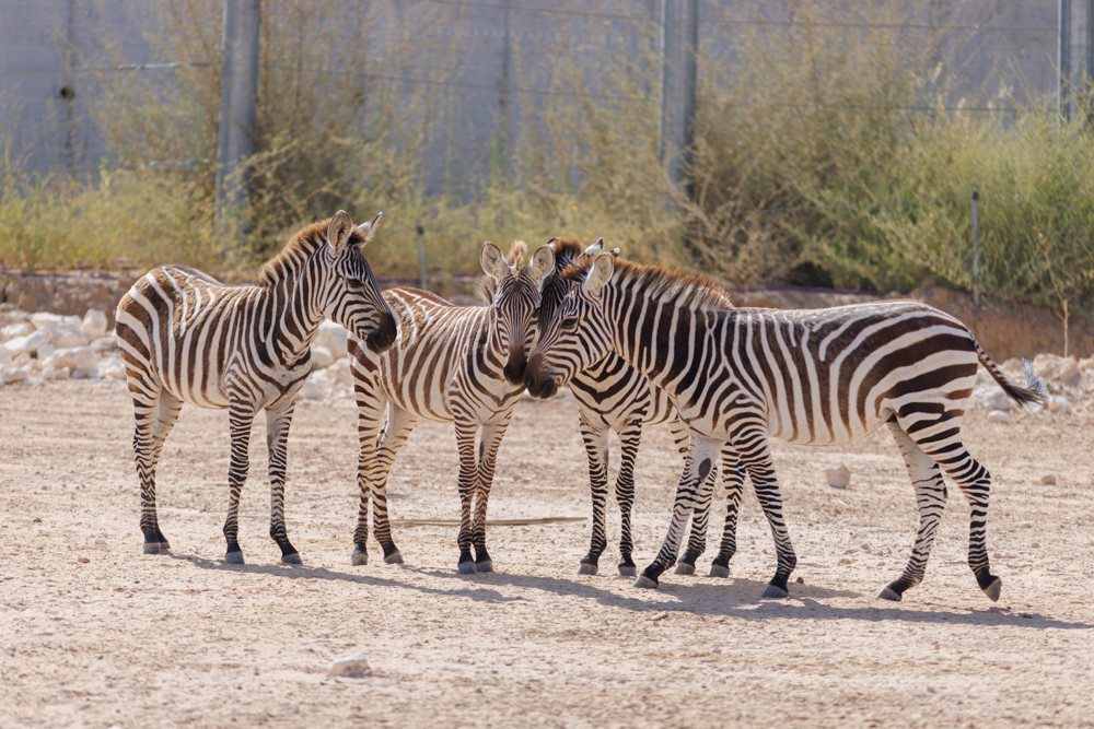 קרדיט - דיאגו מיטלברג