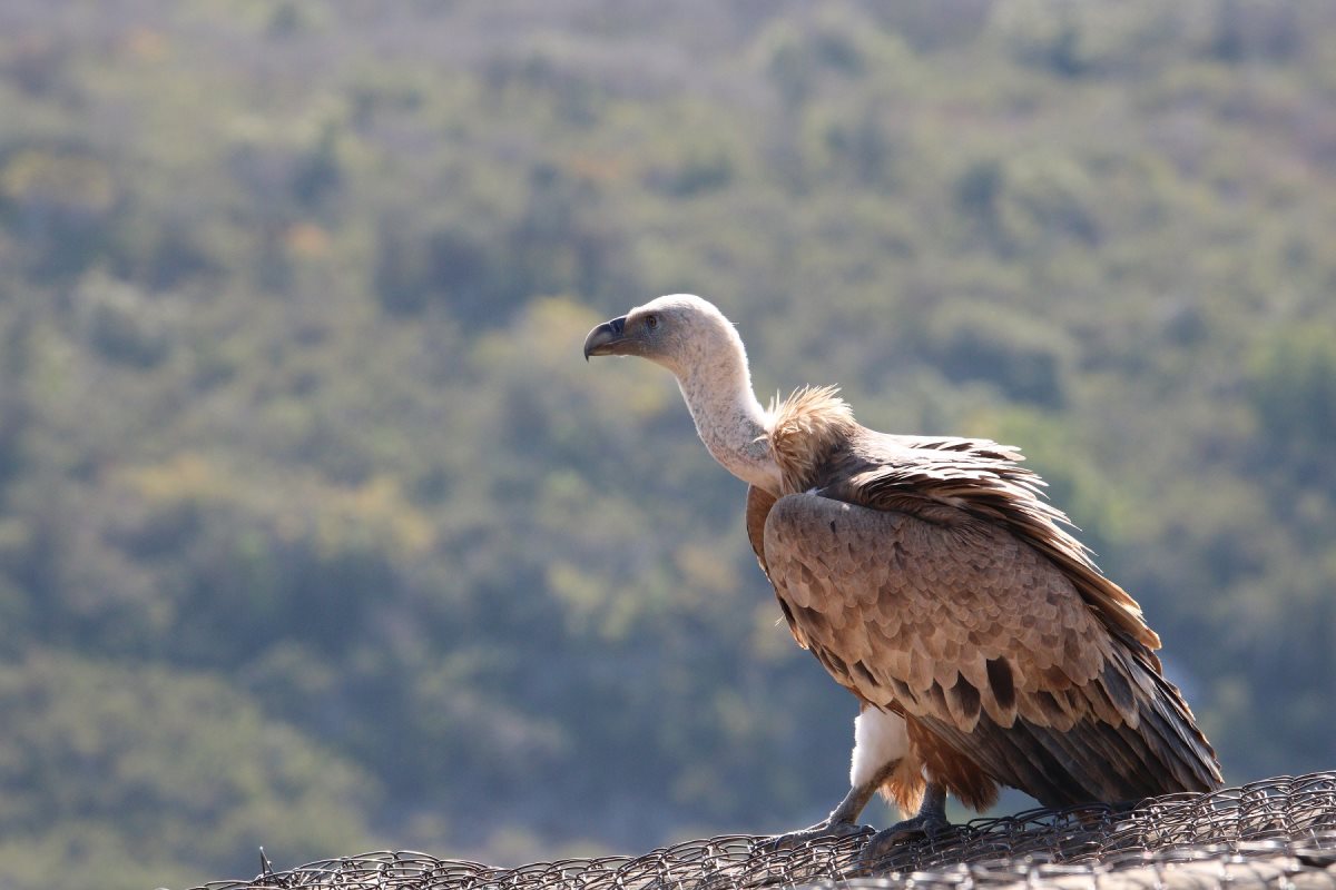 נשר בחי בר כרמל - צילום יניב כהן