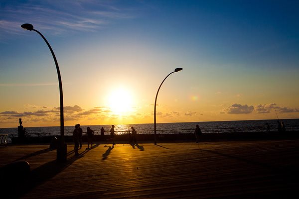 דנה פרידלנדר