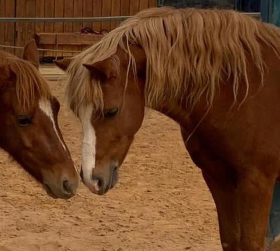 הסוסים בוטן ומייפל שנגנבו. תוכן גולשים, שימוש לפי סעיף 27 א בחוק זכויות היוצרים