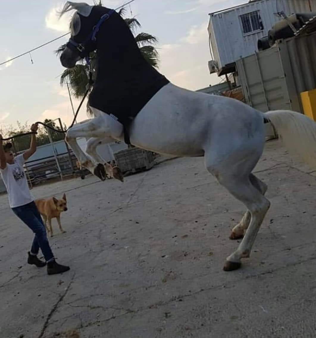 שחף קרייף עם הסוס שאהב. צילום: פרטי