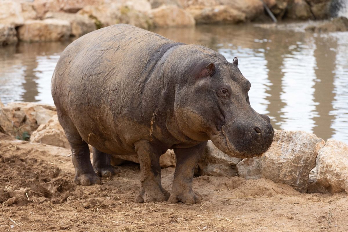 ציפופו ההיפו. מדבריום פארק החיות בבאר שבע. צילום דיאגו מיטלברג (5)