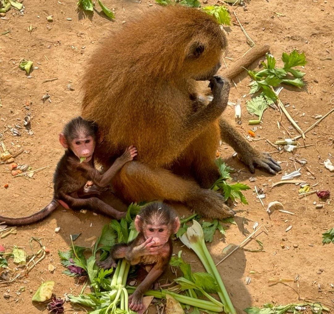 קרדיט - המדבריום