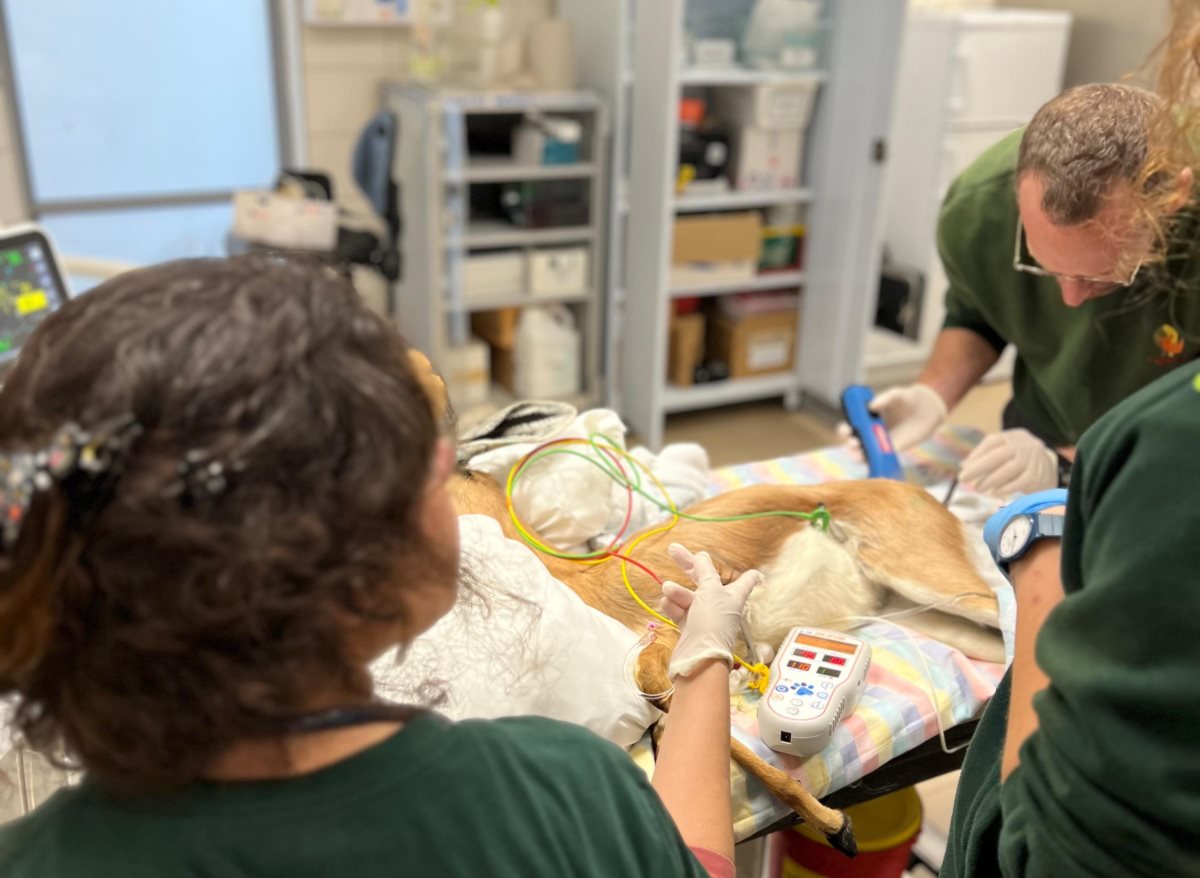 קרדיט - ספארי רמת גן