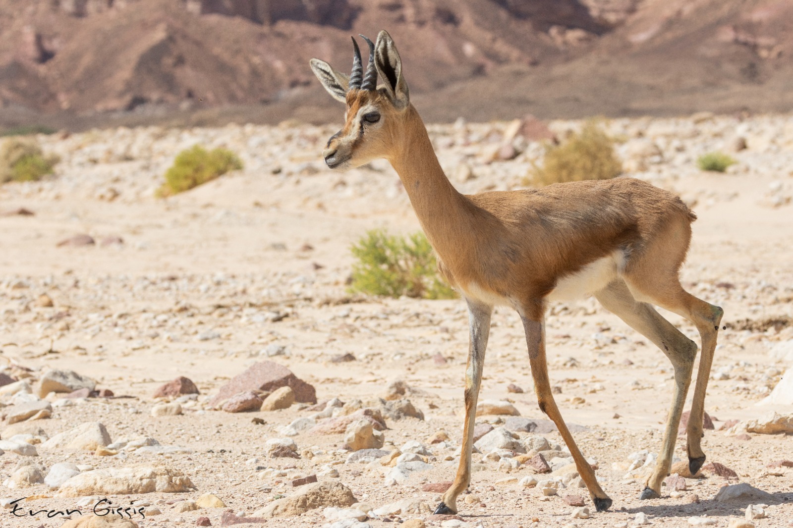 קרדיט צילום: ערן גיסיס, רשות הטבע והגנים