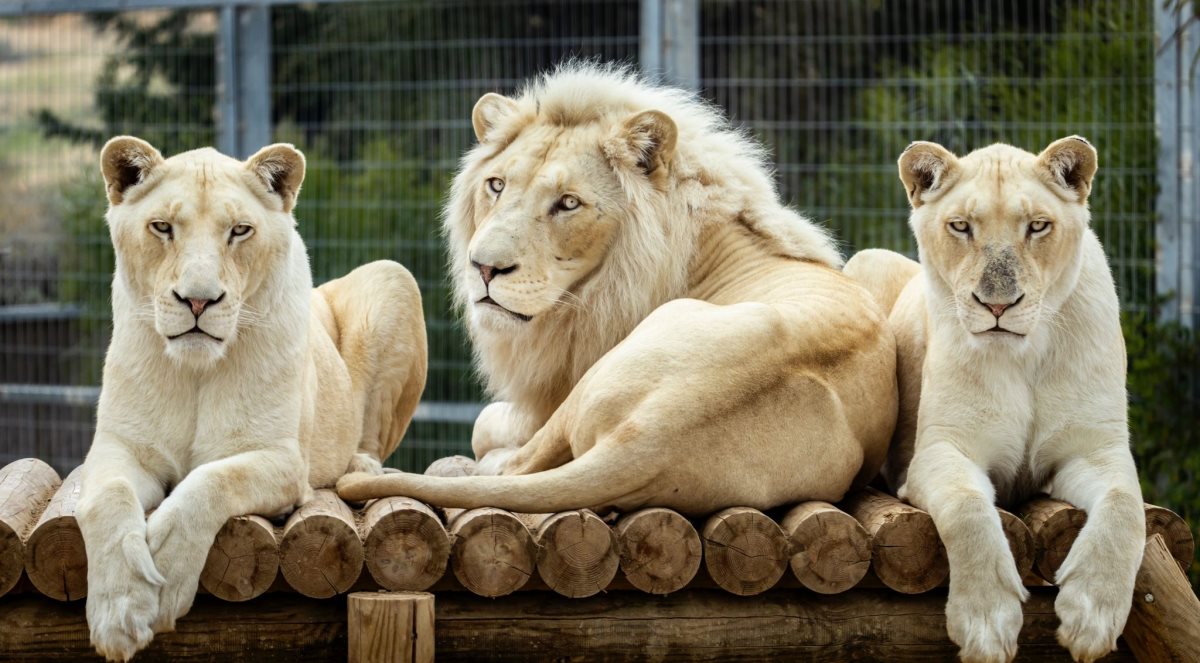 שלושת האריות. מדבריום פארק החיות עש גק גוזף ומורטון מנדל. צילום ליאור עמר