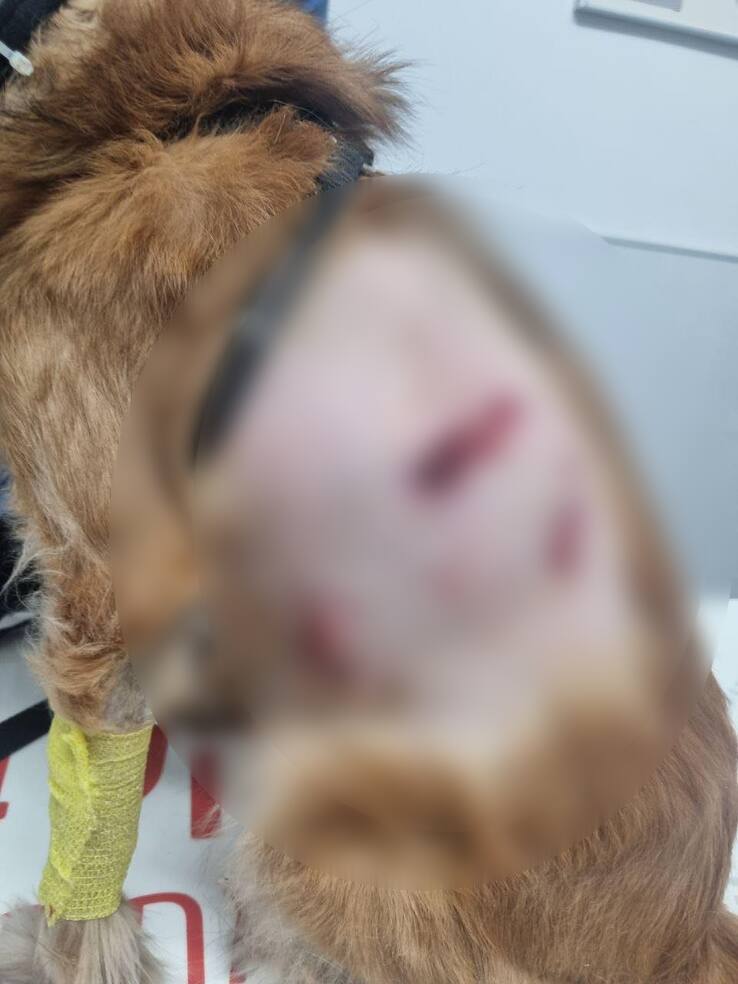 הכלב שהותקף. קרדיט צילום פרטי