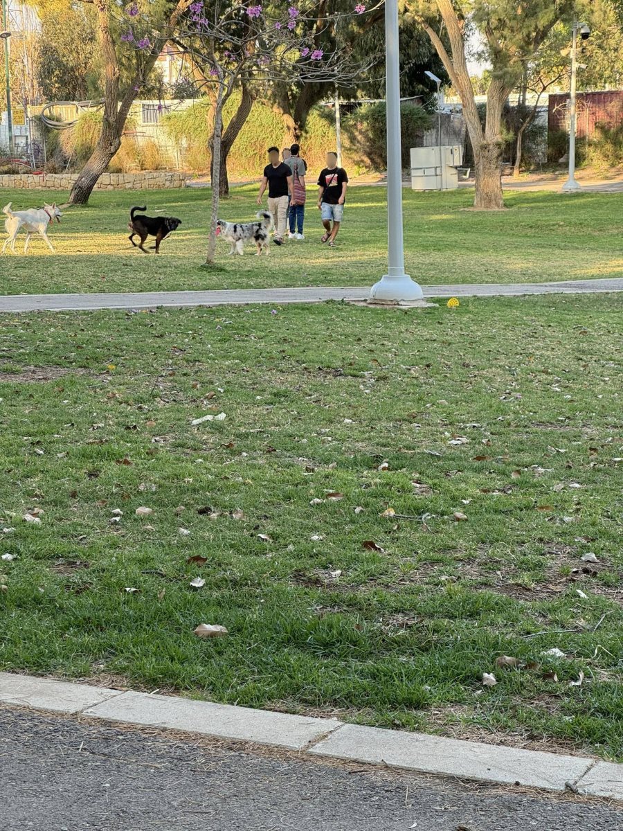 בר: "כל יום שאני מטייל בפארק, אני רואה שפע של כלבים משוחררים, וכמובן שאת העירייה זה לא מעניין". פארק ווינגייט תמונה מהימים האחרונים. קרדיט צילום פרטי