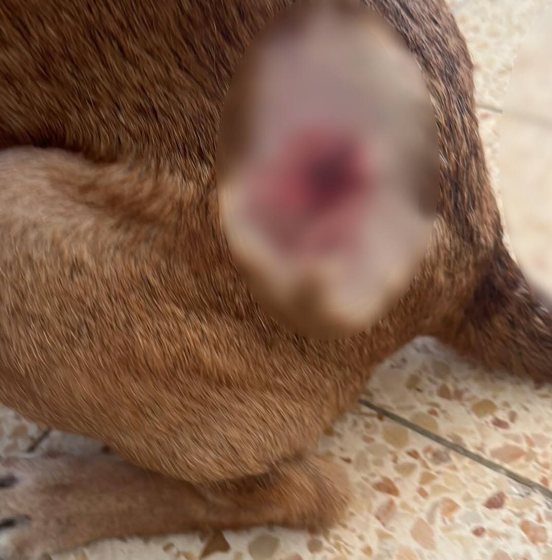 הפציעה שנגרמה לכלב שהותקף בפארק ווינגייט בחודש ספטמבר האחרון. קרדיט צילום פרטי