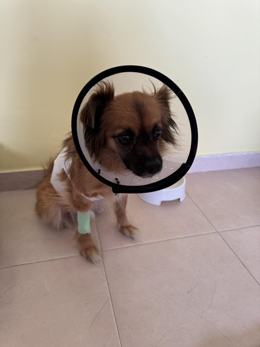 הכלב המותקף. קרדיט צילום פרטי