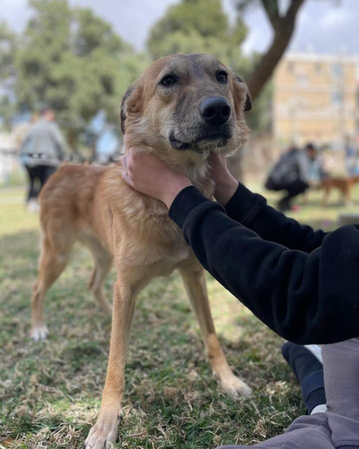תוכן גולשים, שימוש לפי סעיף 27 א' בחוק זכויות היוצרים 