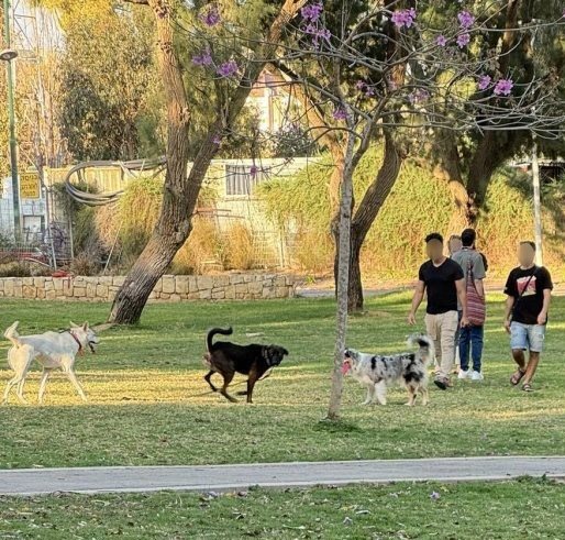 אנשים משחררים את כלביהם בפארק וינגייט. תמונה מחודש אפריל האחרון. קרדיט צילום פרטי
