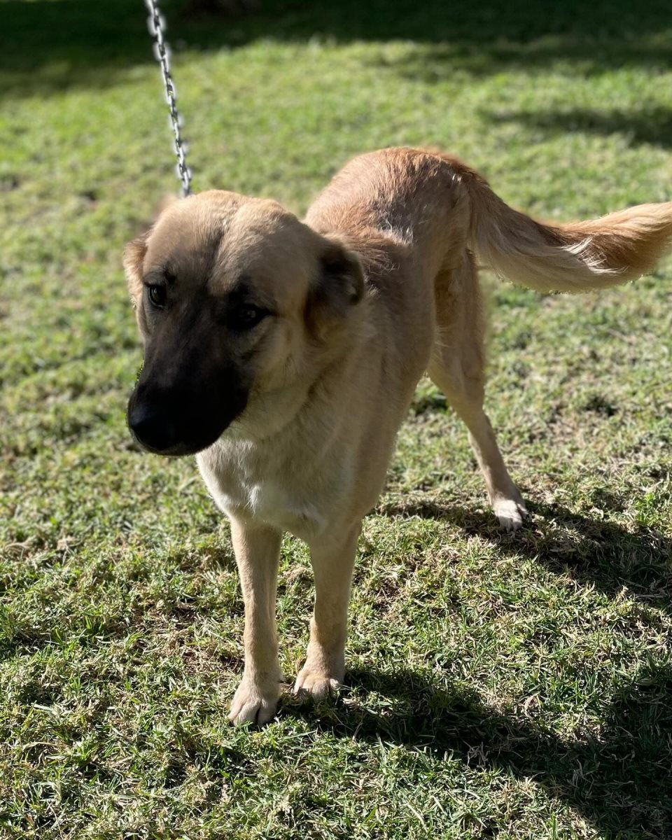 סיאן. סעיף 27 א'