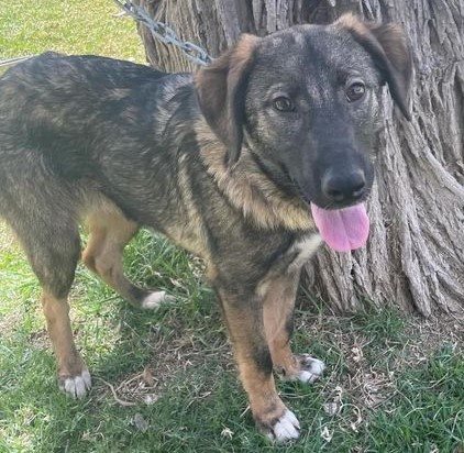 פו. סעיף 27 א'