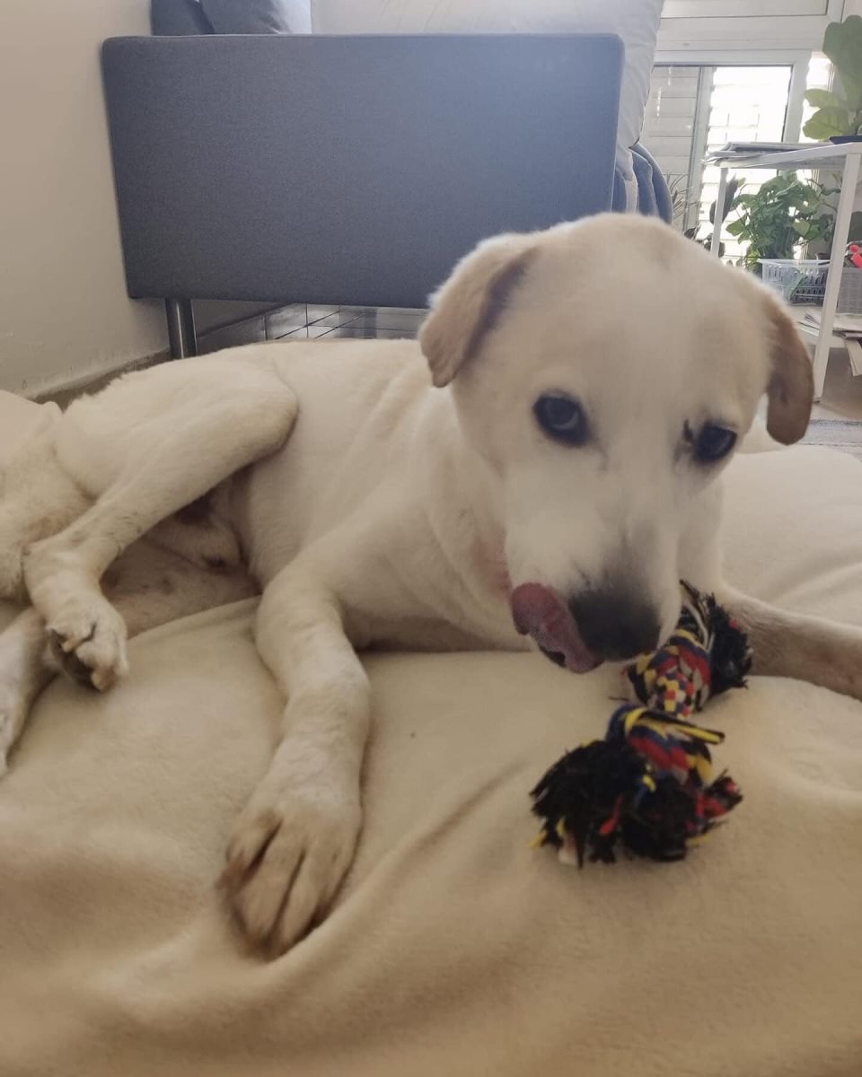 אוזו. סעיף 27 א'