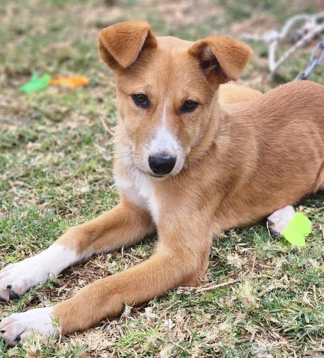 לוטוס. סעיף 27 א'