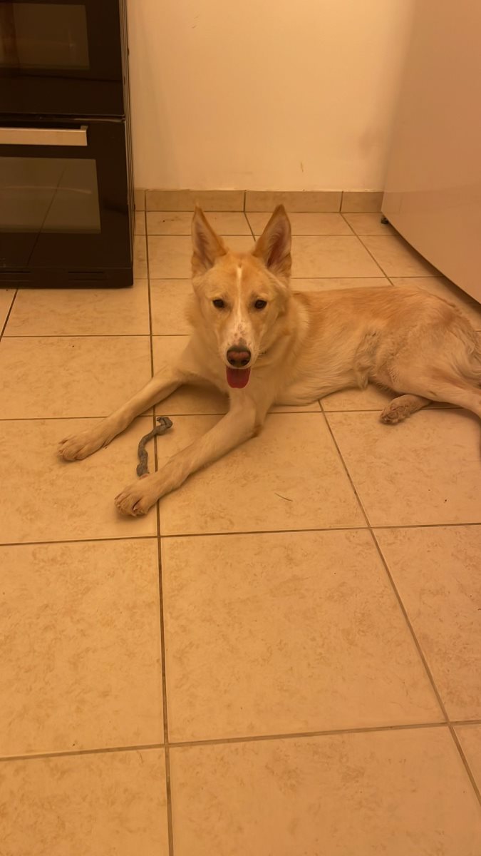 לופין. סעיף 27 א'