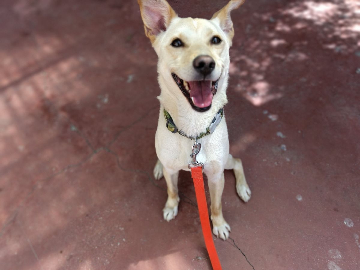 גראמפי. סעיף 27 א'