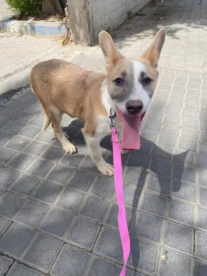 שושנה. סעיף 27 א'