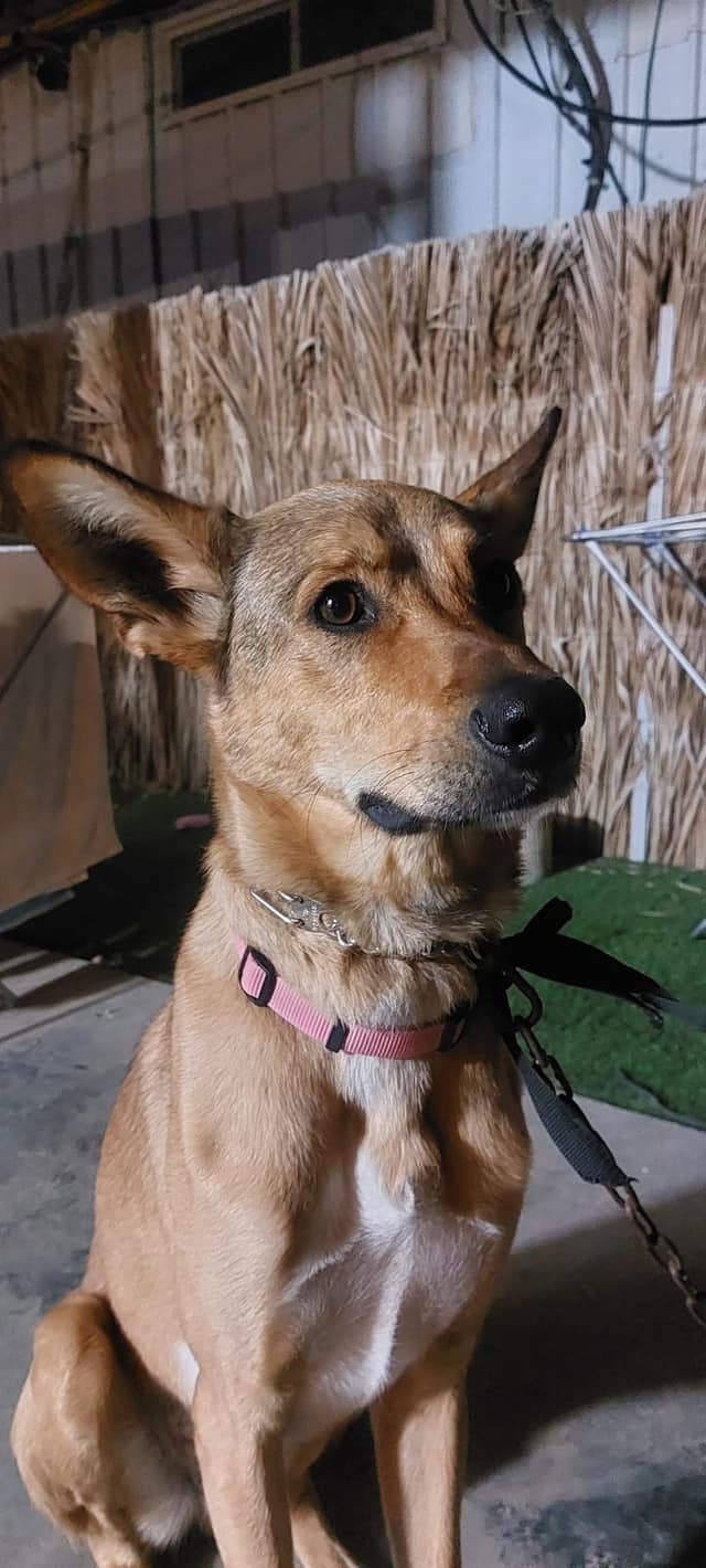 ביגי. סעיף 27 א'