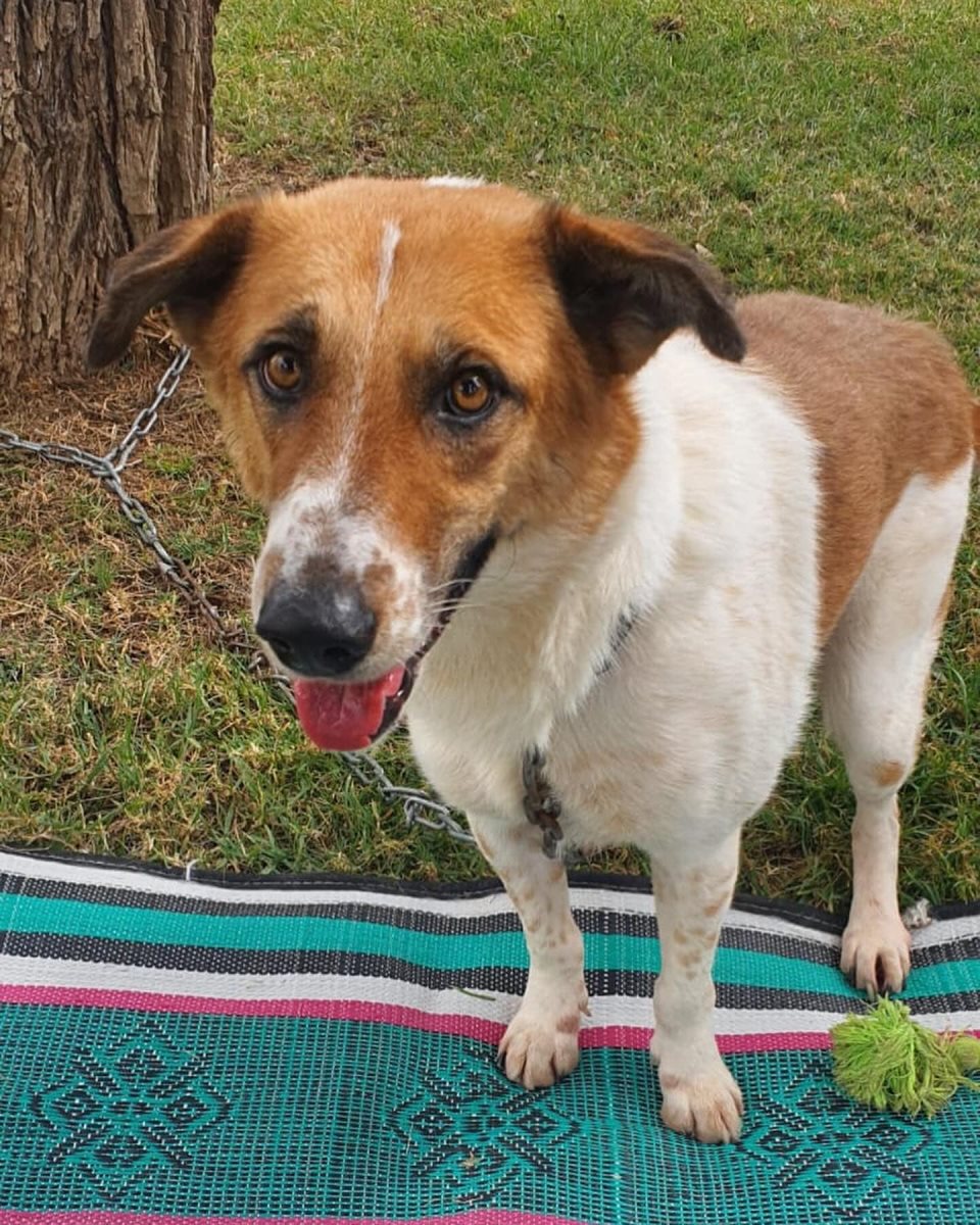 טופי. סעיף 27 א'