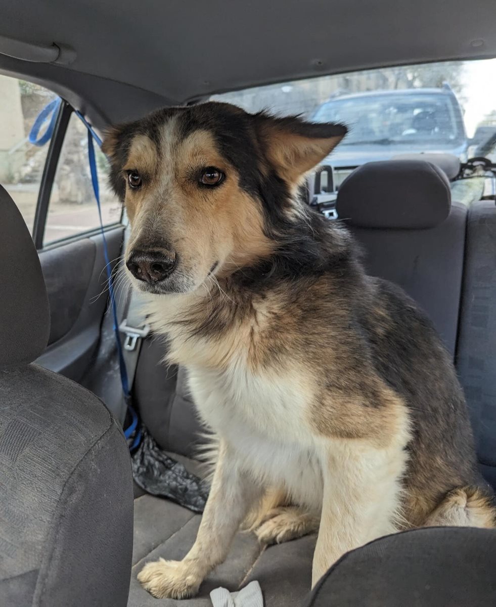 קלאוס. סעיף 27 א'