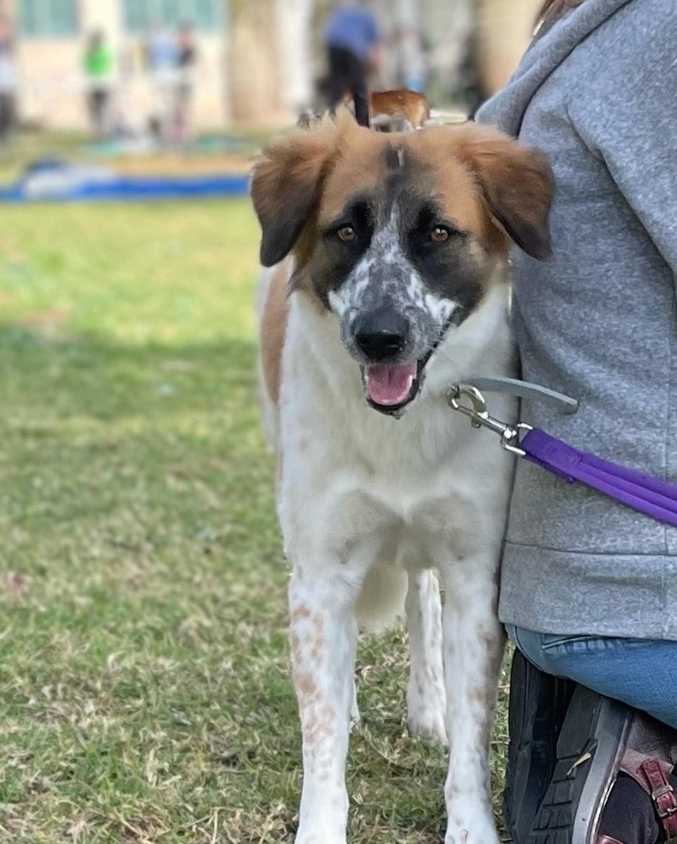 זוזו. סעיף 27 א'