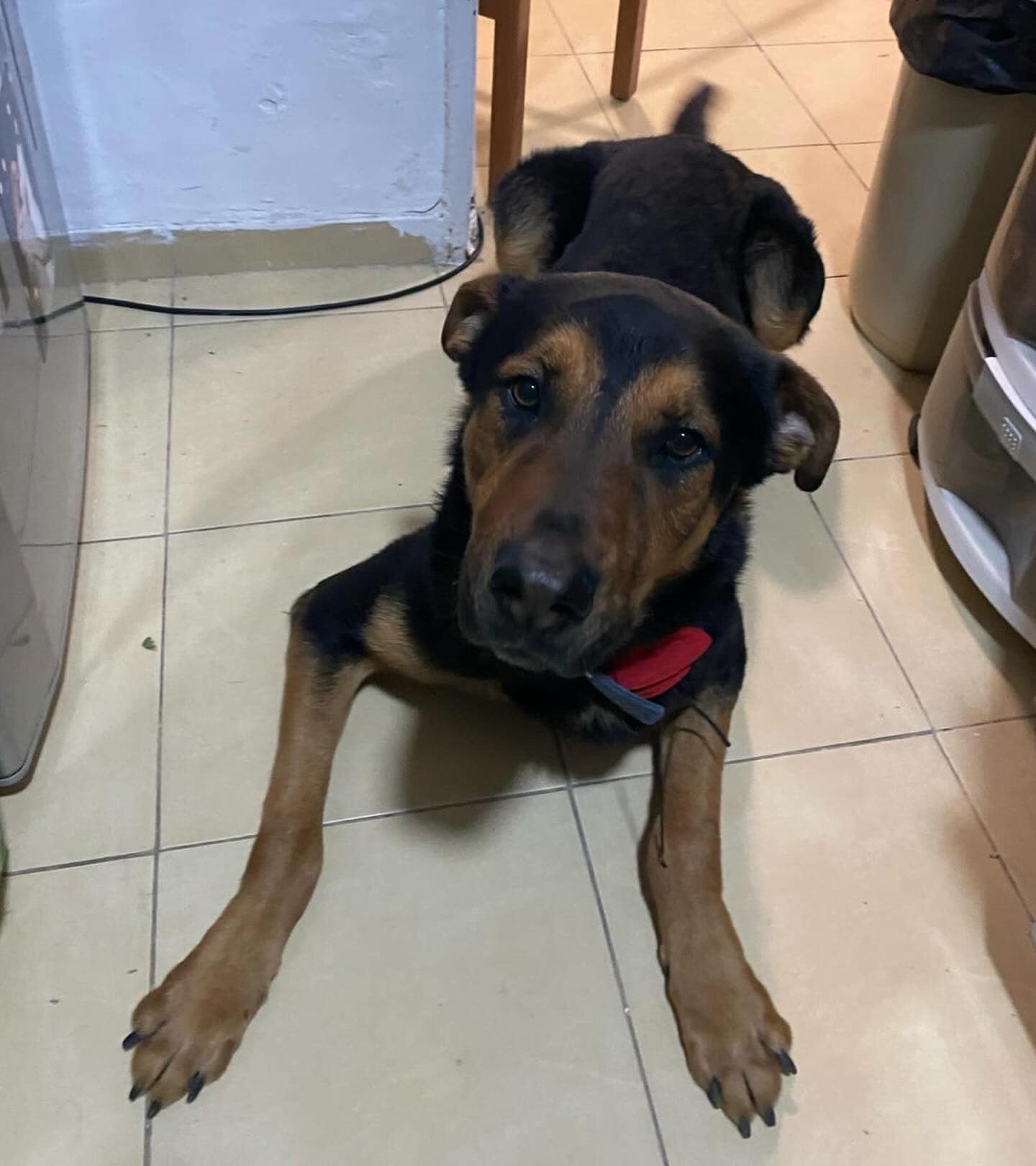 אמיגו. סעיף 27 א'