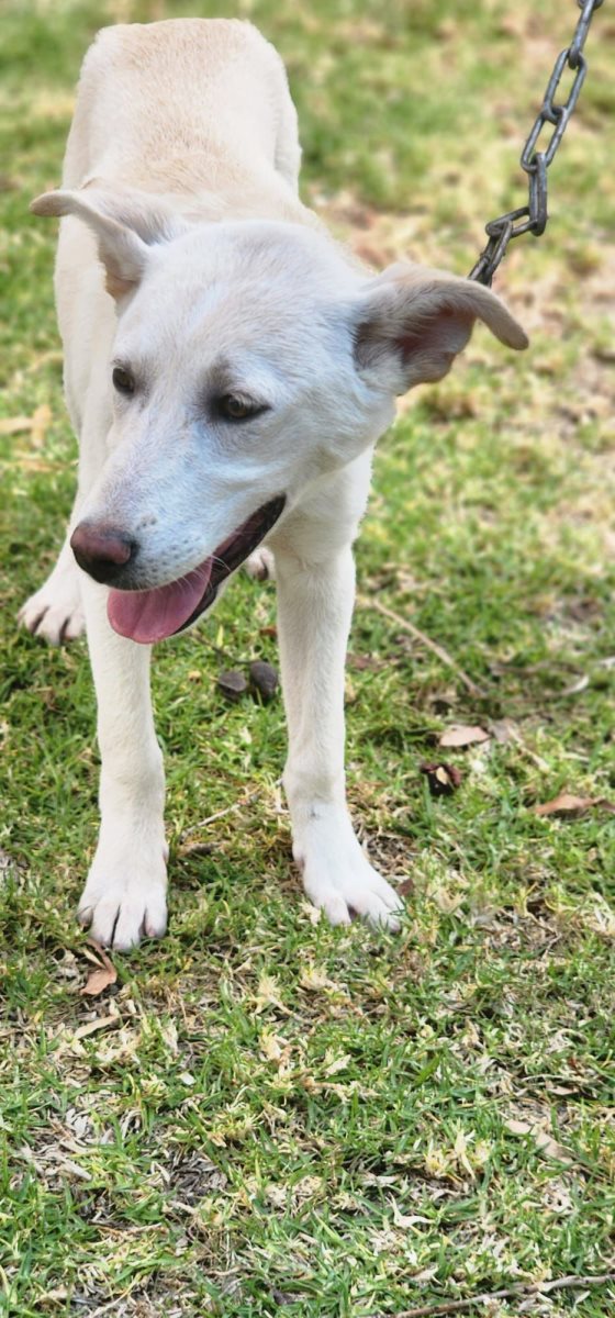 ילדונת. סעיף 27 א'