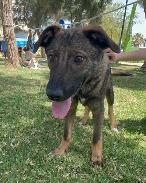 טינקי ווינקי. סעיף 27 א'